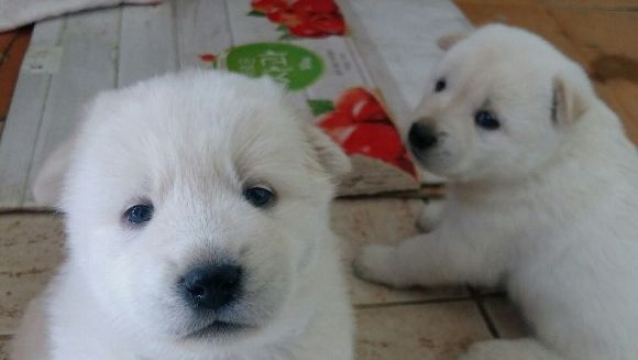 244f4a6501552d2f14724998149902e9_1617176618_6888.jpg 244f4a6501552d2f14724998149902e9_1617176618_6888.jpg